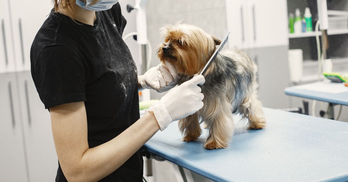 Groomer calmly brushing a dog's coat on a grooming table