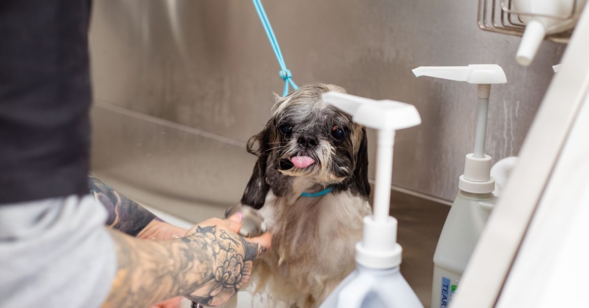Dog on grooming table