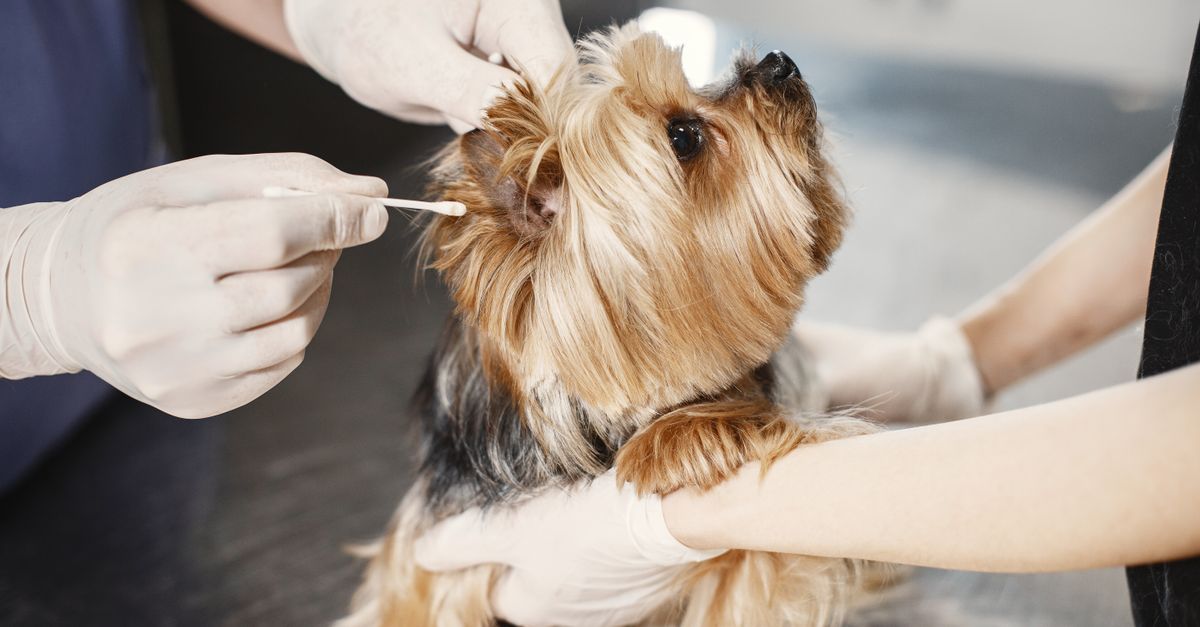 Nail clipping close-up