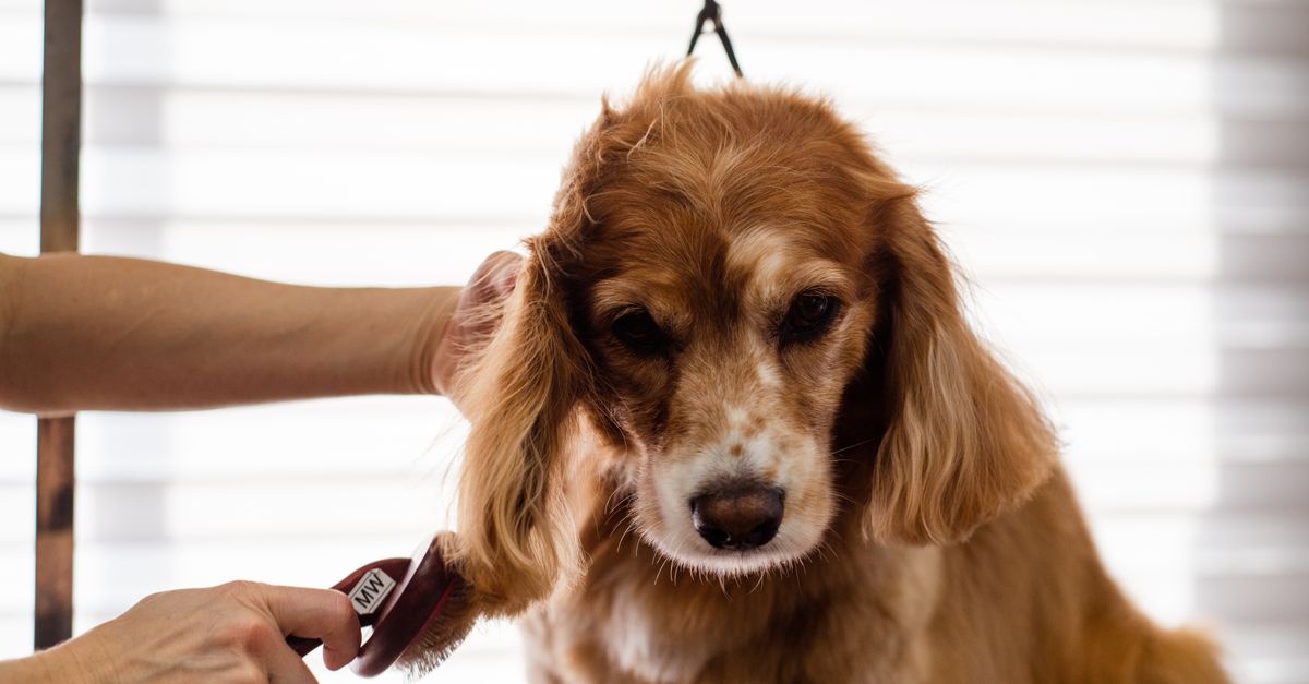 Brushing a dog's coat