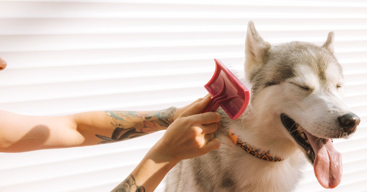 Grooming tools & supplies