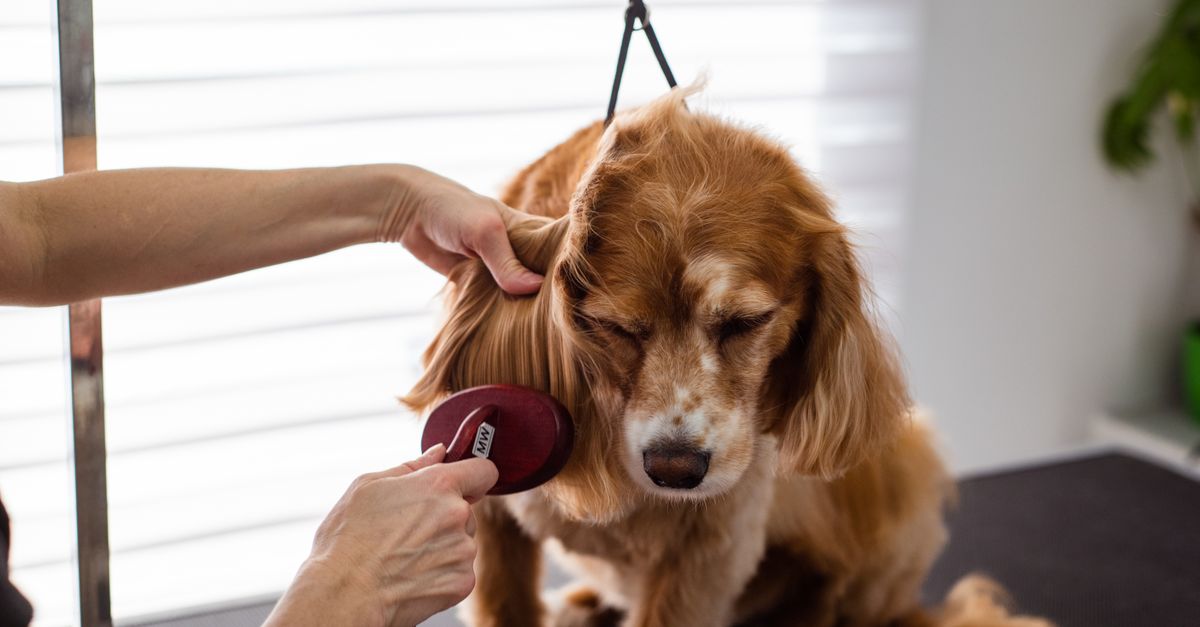 Calm, one-to-one dog grooming in Bristol